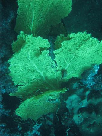 Similan Day 1 028.jpg